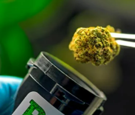 scientifically selected medical cannabis